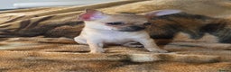 Chihuahua dogs for sale: CHIHUAHUA Girls Ready To Go - Advert 1