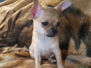 Chihuahua dogs CHIHUAHUA Girls Ready To Go - Advert 4