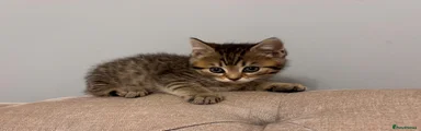 British Shorthair 1