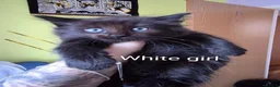 Mixed Breed cats for sale: Beauty litter of ragcoon -tuxedo cross  in Preston - Advert 19