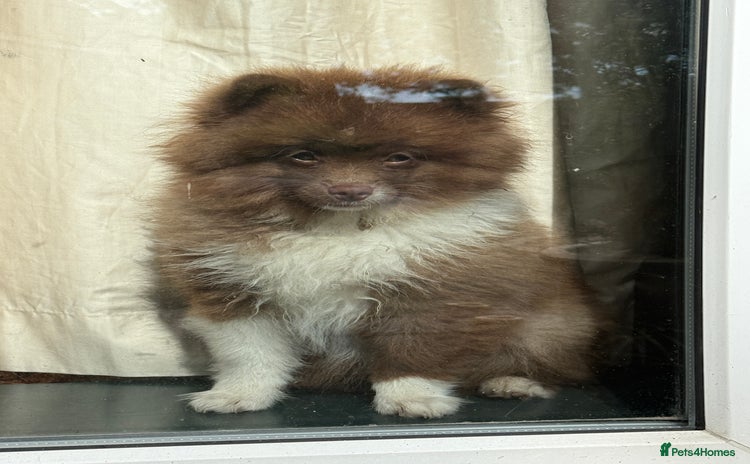 Pomeranian dogs - Advert 2