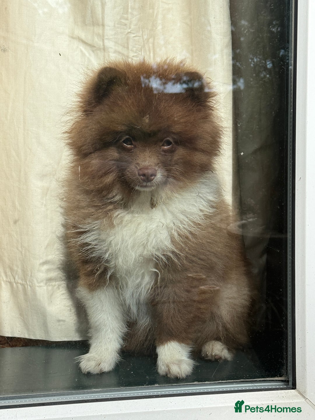 Pomeranian dogs for sale: 6 month old female pomeranian - Image 1
