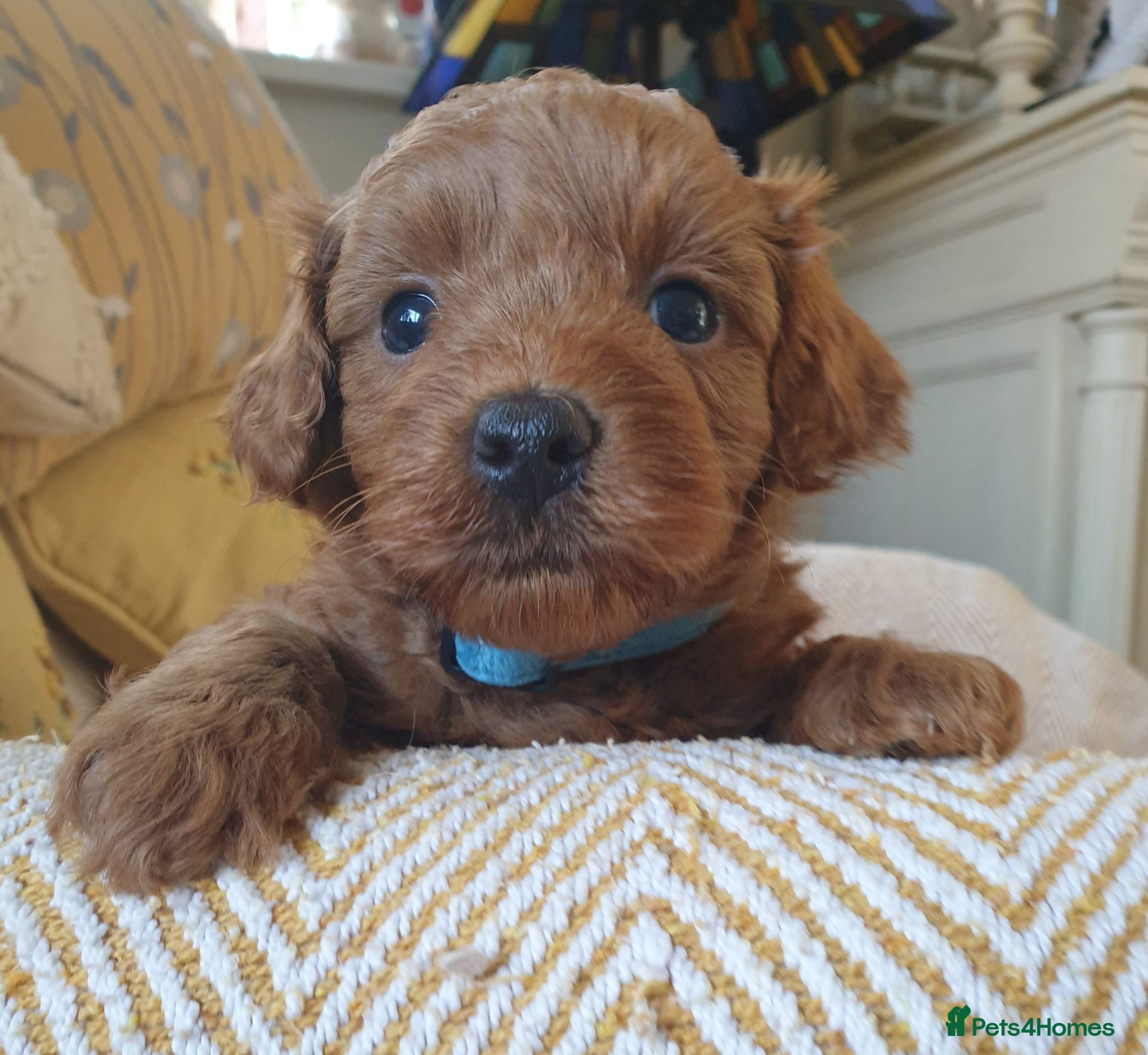 Mixed Breed dogs F1bb Cotonoodle, health tested parents red/apricot - Advert 2