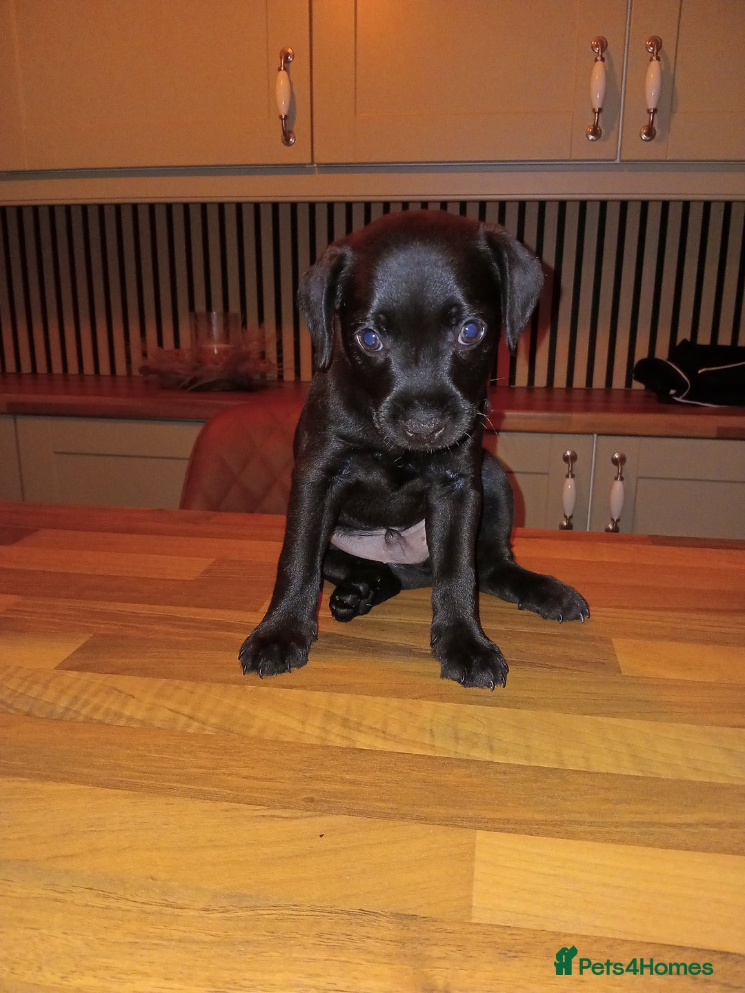 Patterdale Terrier dogs for sale: Nuttall and brae buck patterdale Terrier pups  - Advert 1