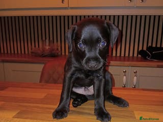 Patterdale Terrier dogs Nuttall and brae buck patterdale Terrier pups - Advert 3