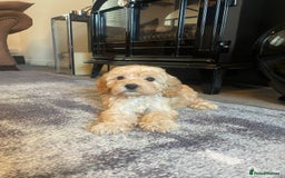 Cockapoo dogs for sale: Cockapoos  - Image 12