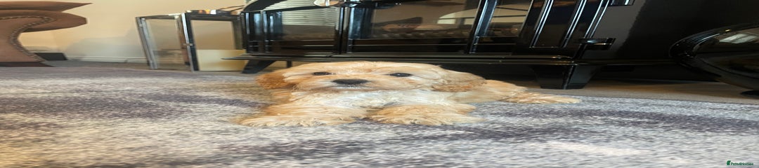 Cockapoo Puppy 4