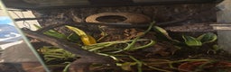 Gecko reptiles for sale: Crested gecko  - Advert 2