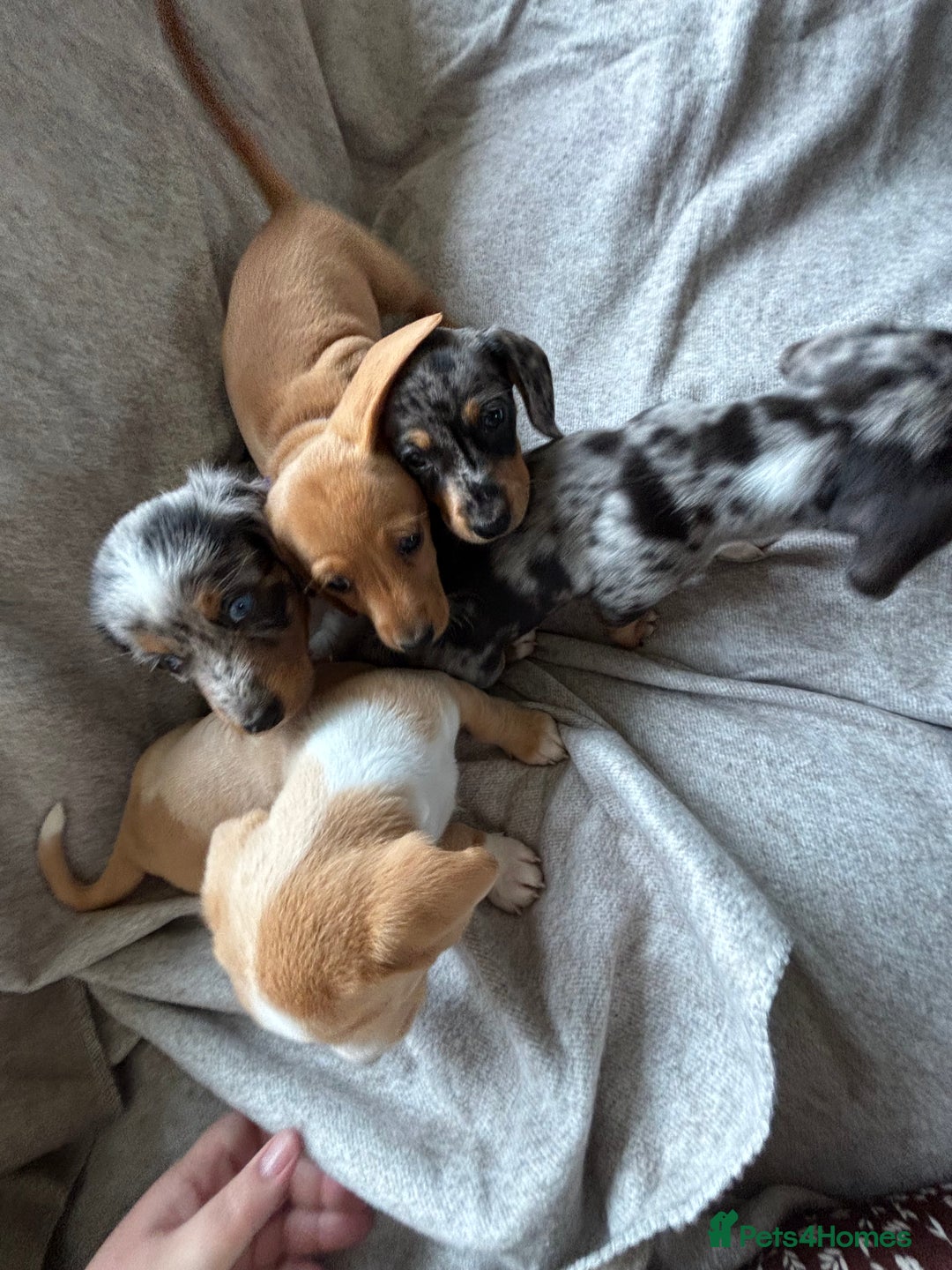 Miniature Dachshund dogs for sale: 5 beautiful miniature dachshunds for sale - Image 22