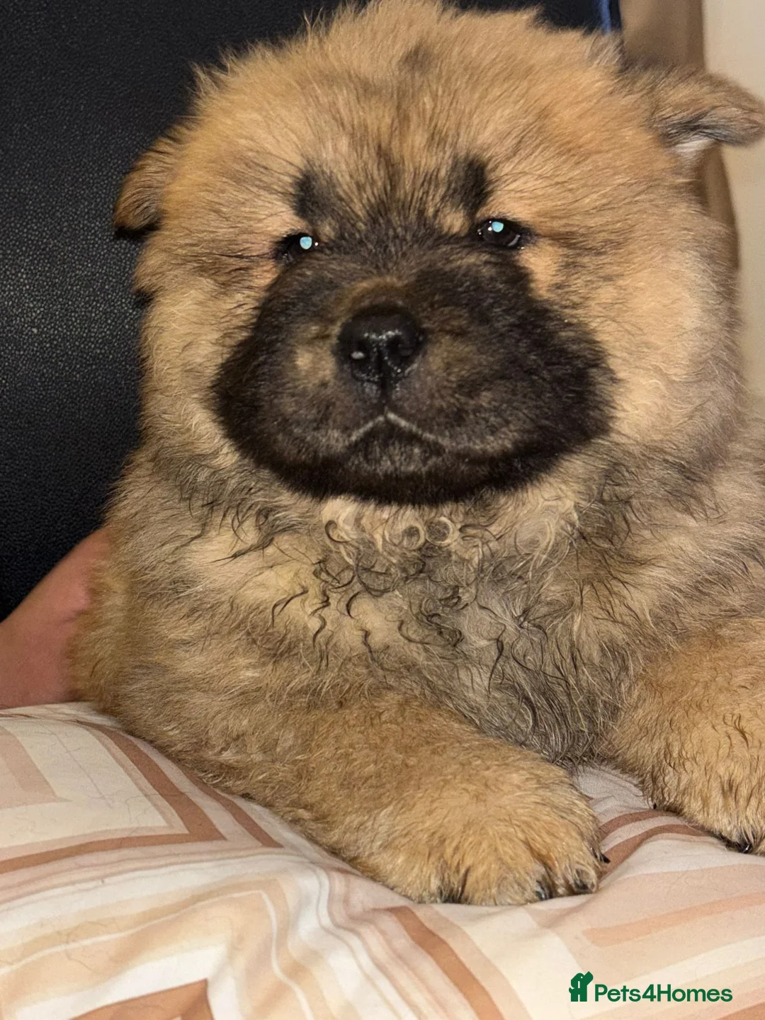 Chow Chow dogs for sale: Stunning Chow Chow Puppies Luxi Chow × Royal Chows - Advert 11