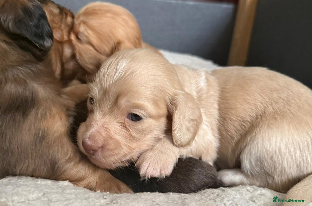 Miniature Dachshund dogs for sale: Red & Shaded Cream! KC Mini Long Haired Dachshunds - Image 15