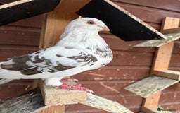Pigeons birds for sale: Pouter pigeons for sell  - Image 1