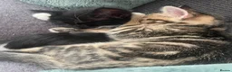 Mixed Breed cats for sale: Ready for my forever hime - Advert 12
