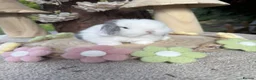 Mini Lop rabbits for sale: Hobby breeder of mini lops bunnies  - Advert 10