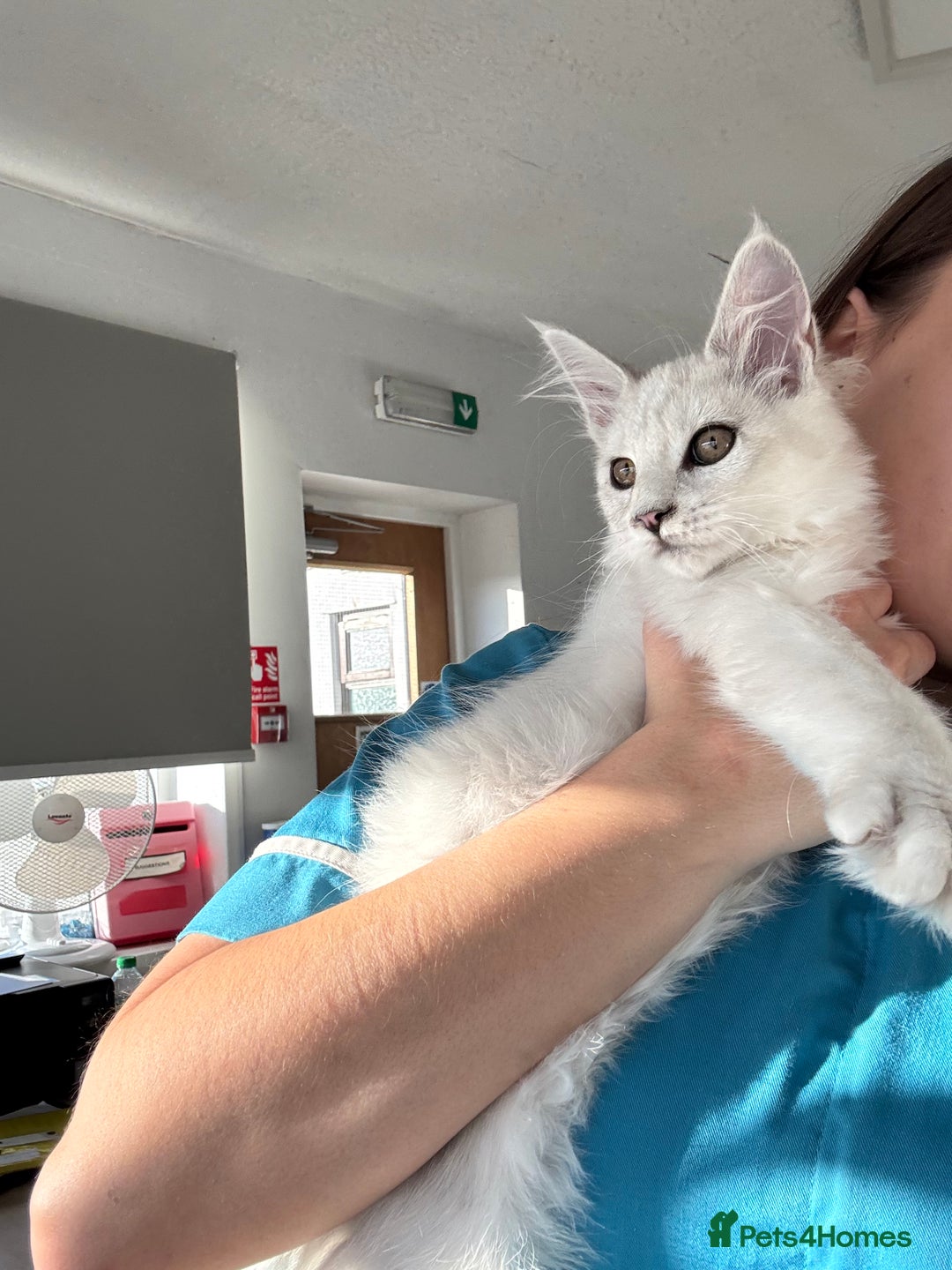 Maine Coon cats for sale: Silver shaded Maine coon female - Image 4