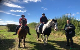 Welsh Section D horses for sale: 5 year old gelding ready to start learning  - Image 3
