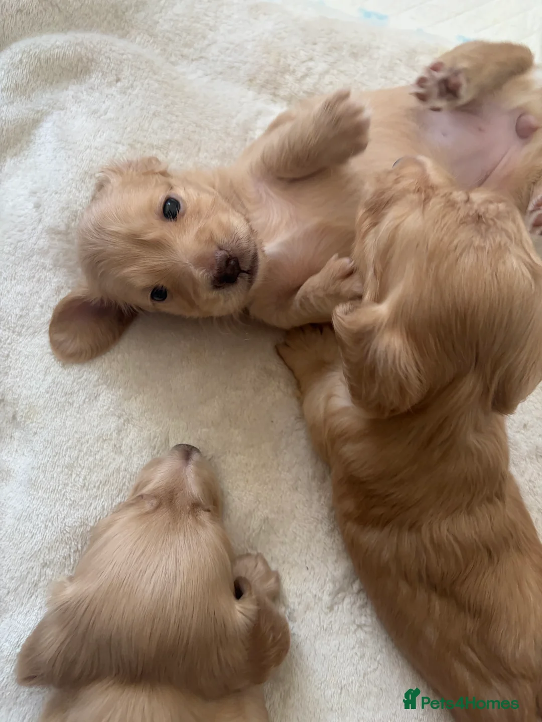 Miniature Dachshund dogs for sale: KC Registered Longhaired Miniature Dachshund Pups - Advert 17
