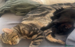 Domestic Shorthair cats for sale: Selene and Hades - £60 Indoor Bonded Pair - Image 5