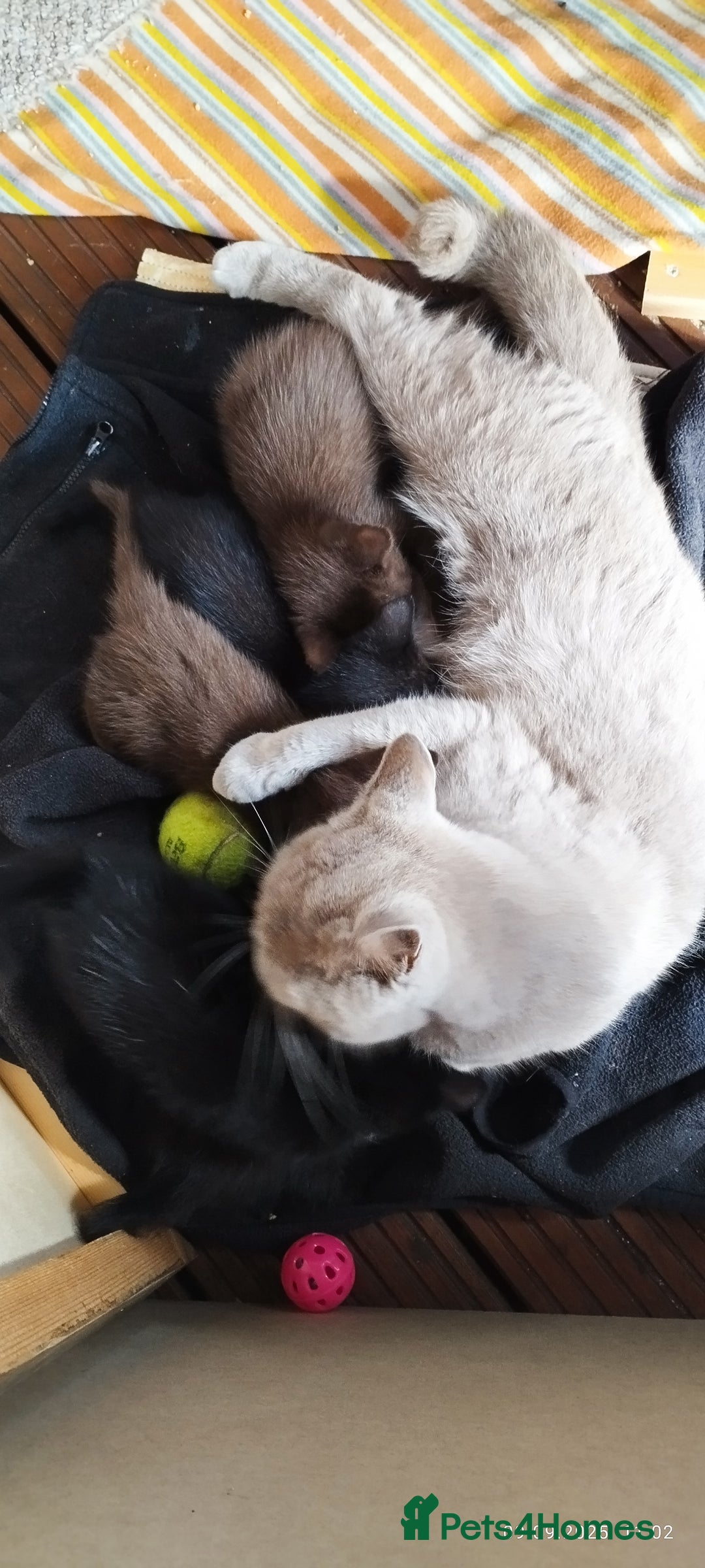 British Shorthair cats for sale: Rare Chocolate & Black Kittens – Ready Now 🐾 - Image 8