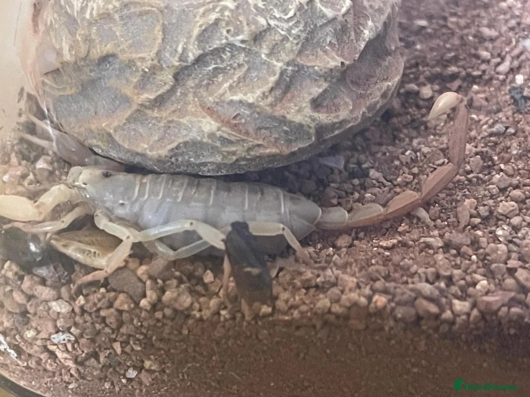 Scorpions invertebrates for sale: My Pet Scorpion - Advert 2