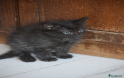 Mixed Breed cats for sale: Ragdoll x kittens for sale - Image 7