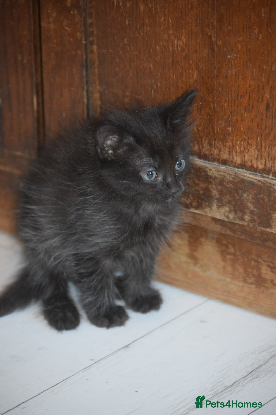 Mixed Breed cats for sale: Ragdoll x kittens for sale - Image 7