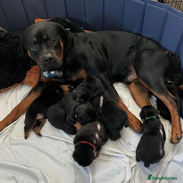 Rottweiler dogs Adorable Rottweiler Puppies for Sale - Advert 6
