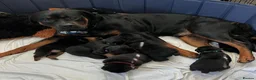 Rottweiler dogs for sale: Adorable Rottweiler Puppies for Sale in London - Advert 1