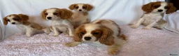 Cavalier King Charles Spaniel dogs for sale: Beautiful King Charles puppys in Stafford - Advert 16
