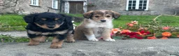 Bordoodle dogs for sale: Bordoodle 2 is the only remaining pup - Advert 26