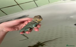 Lizard reptiles for sale: Colored lizards and cage  - Image 4