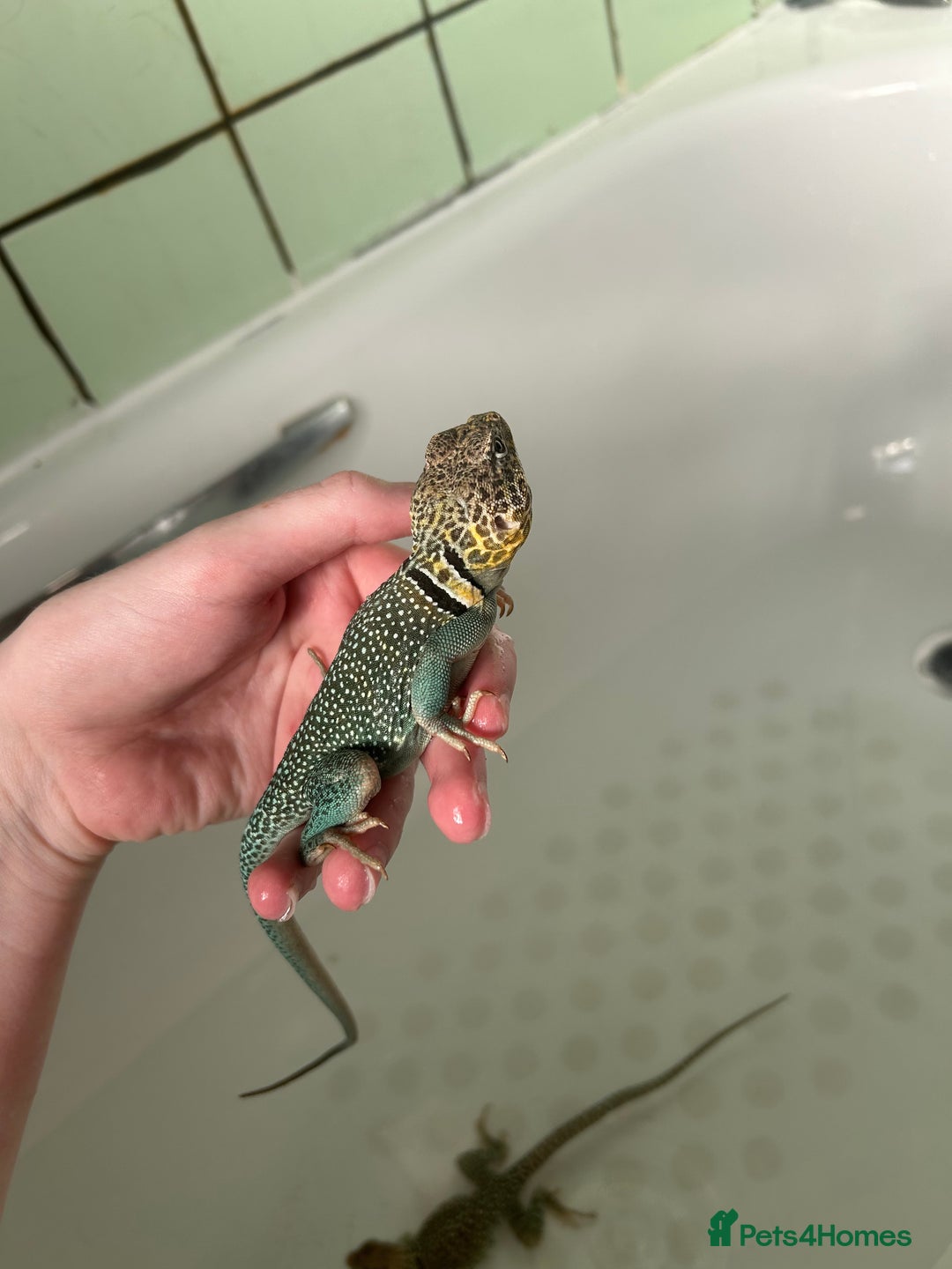 Lizard reptiles for sale: Colored lizards and cage  - Image 4