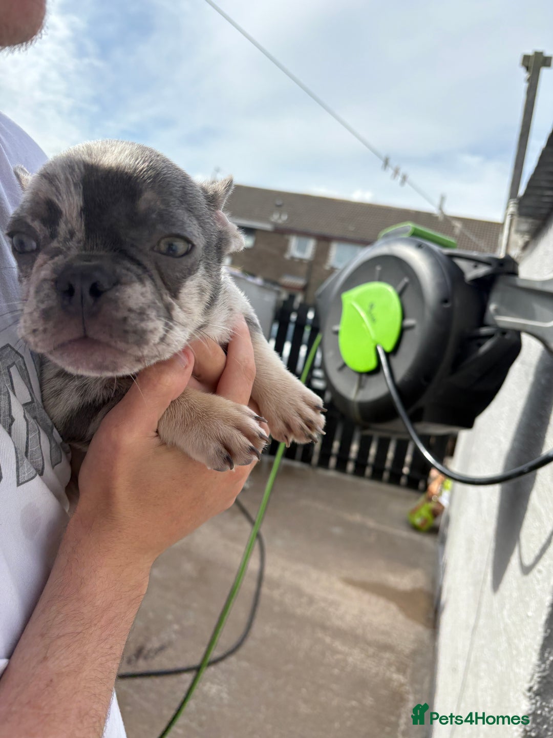 French Bulldog dogs for sale: Blue Merle Frenchie - Image 7
