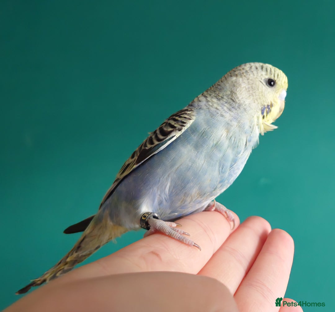 Budgerigars birds for sale: Budgies for sale  - Image 4
