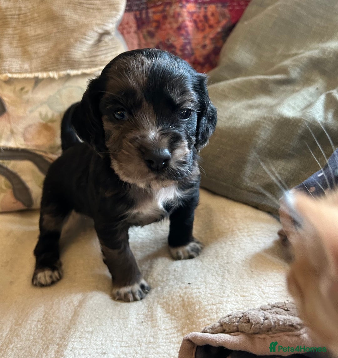 Cocker Spaniel dogs for sale: STUNNING WORKING COCKER SPANIEL PUPS - Advert 39