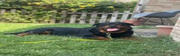 Rottweiler dogs for sale: Female Rottweiler  in Aylesbury - Advert 10
