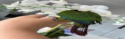Conures birds for sale: Hand reared silly tame Emma’s conure!  - Advert 3