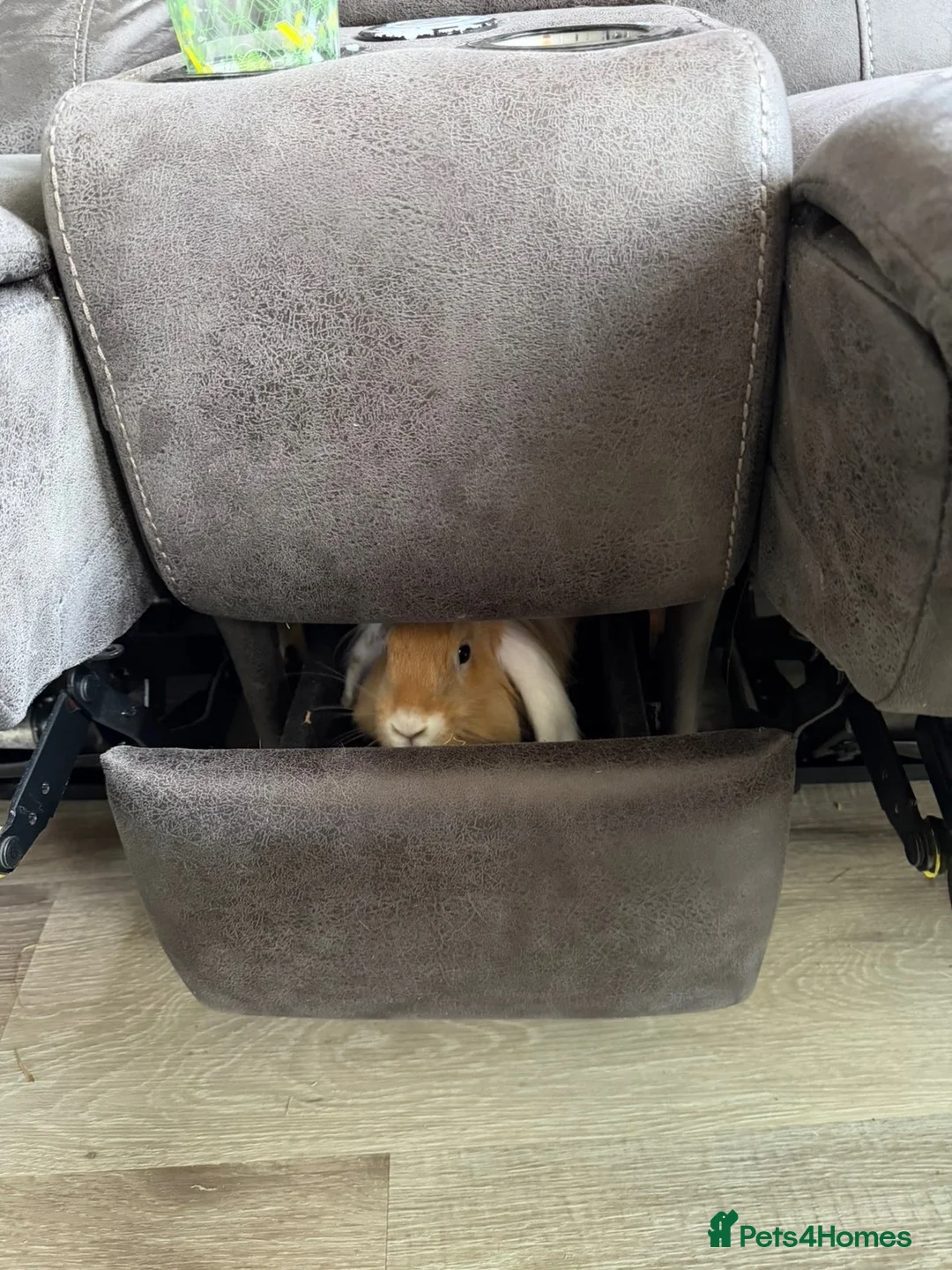 Mixed Breed rabbits for sale: Maverick & Goose - Advert 6