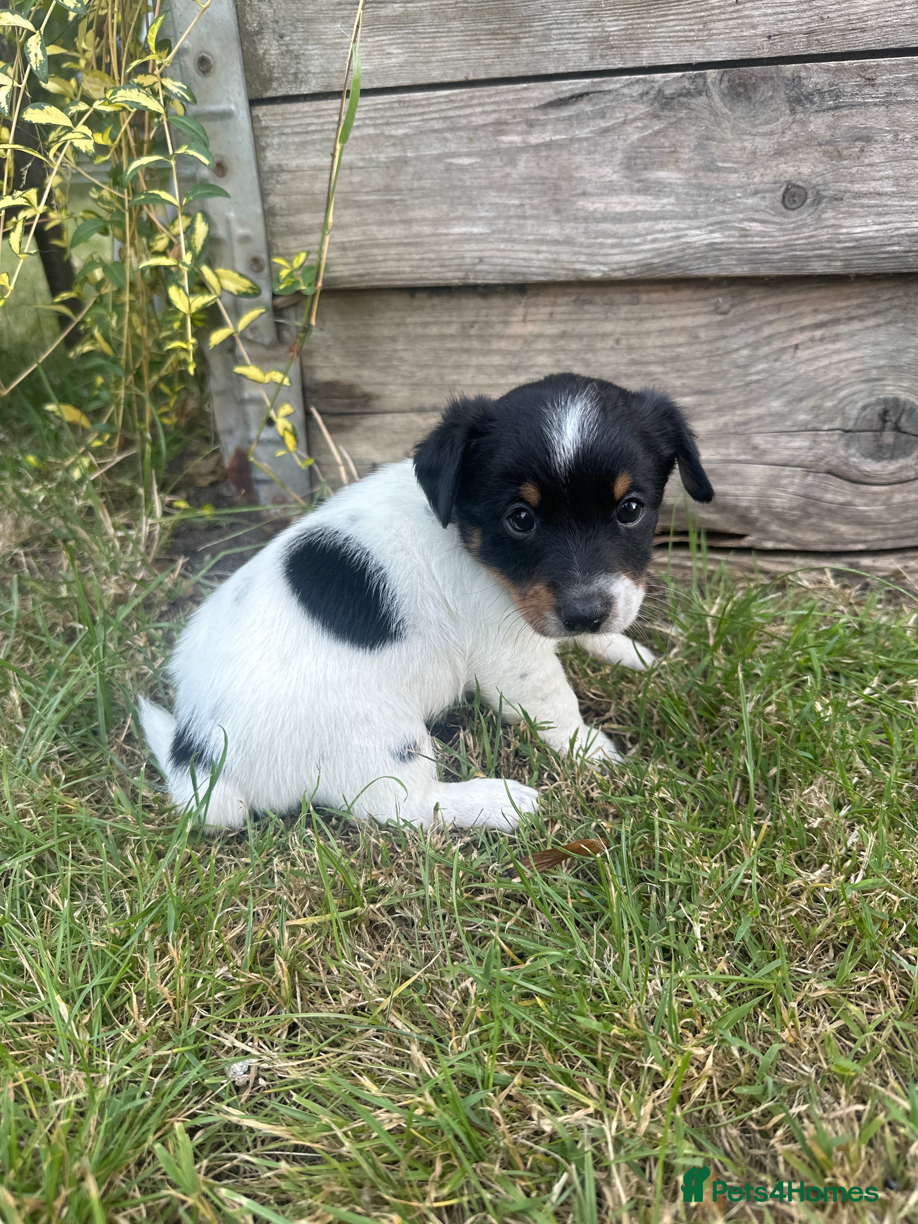 Jack Russell dogs Gorgeous Jack Russell puppies - Advert 2