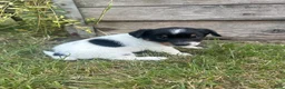Jack Russell dogs for sale: Gorgeous Jack Russell puppies in Crewe - Advert 2