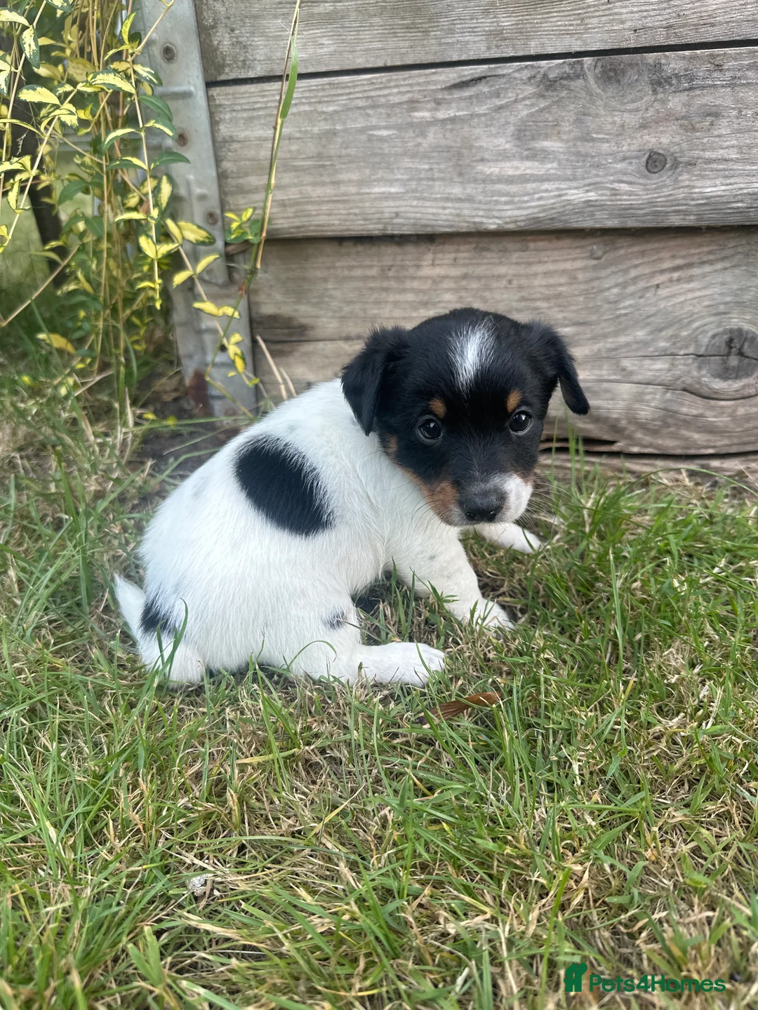 Jack Russell dogs for sale: Gorgeous Jack Russell puppies in Crewe - Advert 2