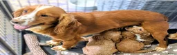 Cockapoo dogs for sale: Licensed breeder, health tested F1 cockapoo pups - Advert 33