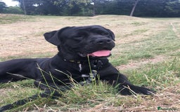 Cane Corso dogs for stud: Cane Corso Hungarian Bloodline Stud Proven  - Image 4