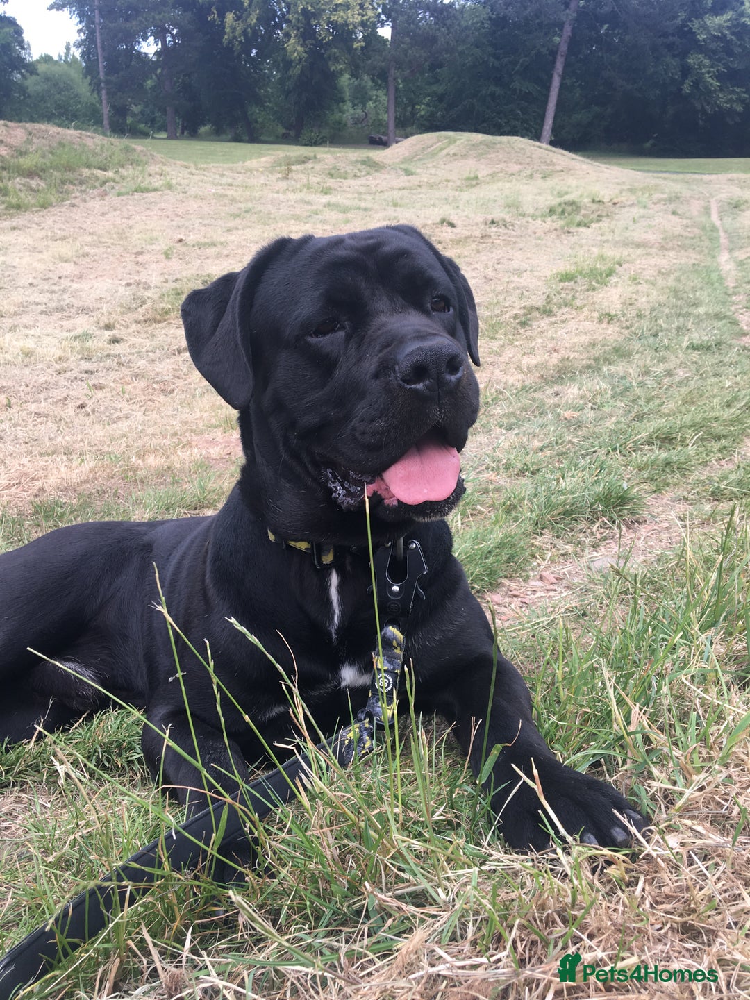 Cane Corso dogs for stud: Cane Corso Hungarian Bloodline Stud Proven  - Image 4
