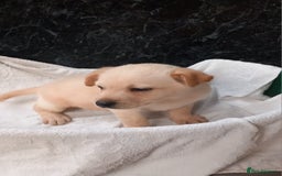 Mixed Breed dogs for sale: German Shepherd cross Labrador pup for sale - Image 3