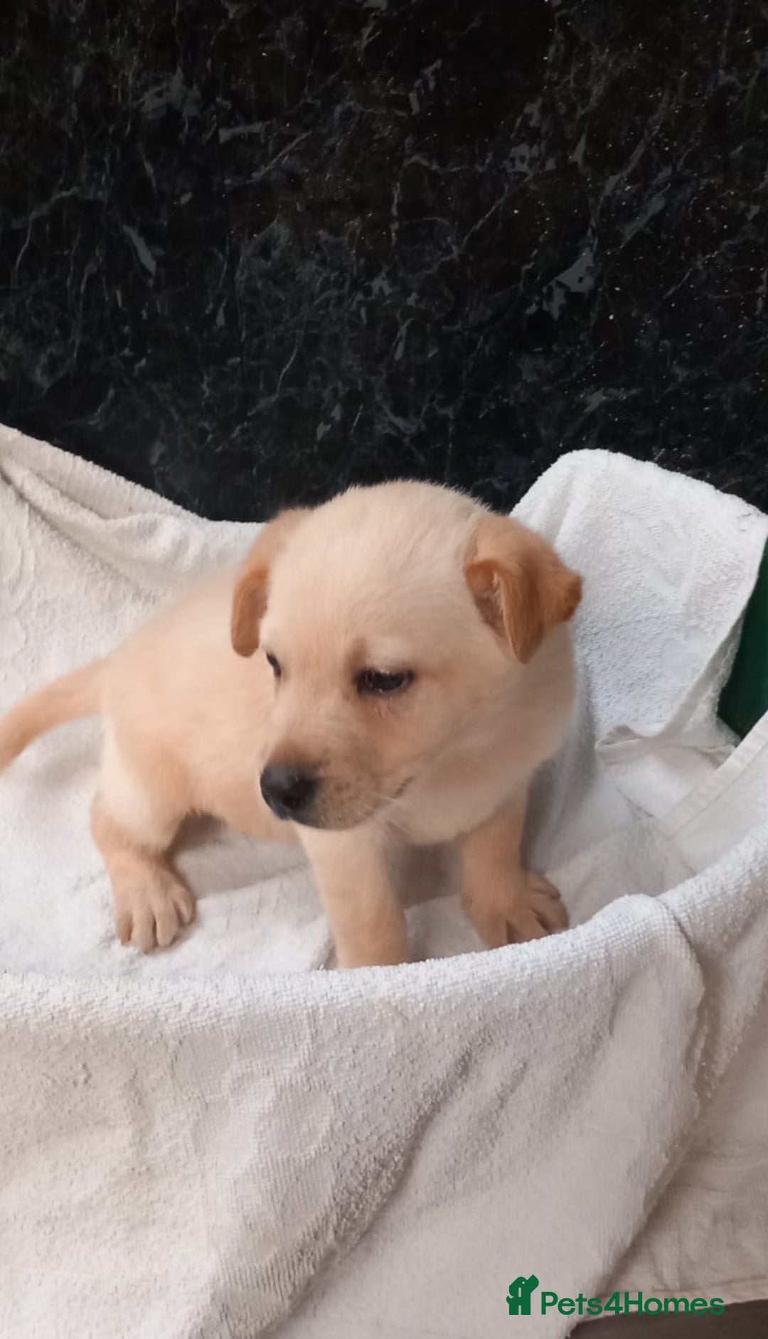 Mixed Breed dogs for sale: German Shepherd cross Labrador pup for sale - Image 3