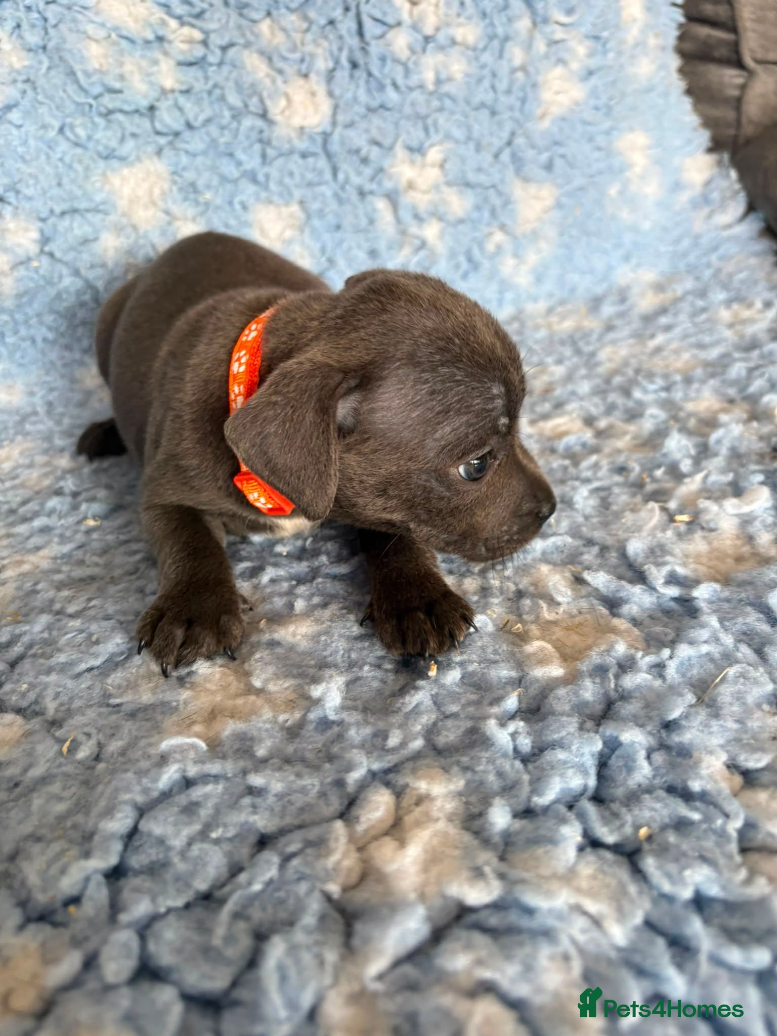 Staffordshire Bull Terrier dogs Blue Staffy Puppies - Advert 2