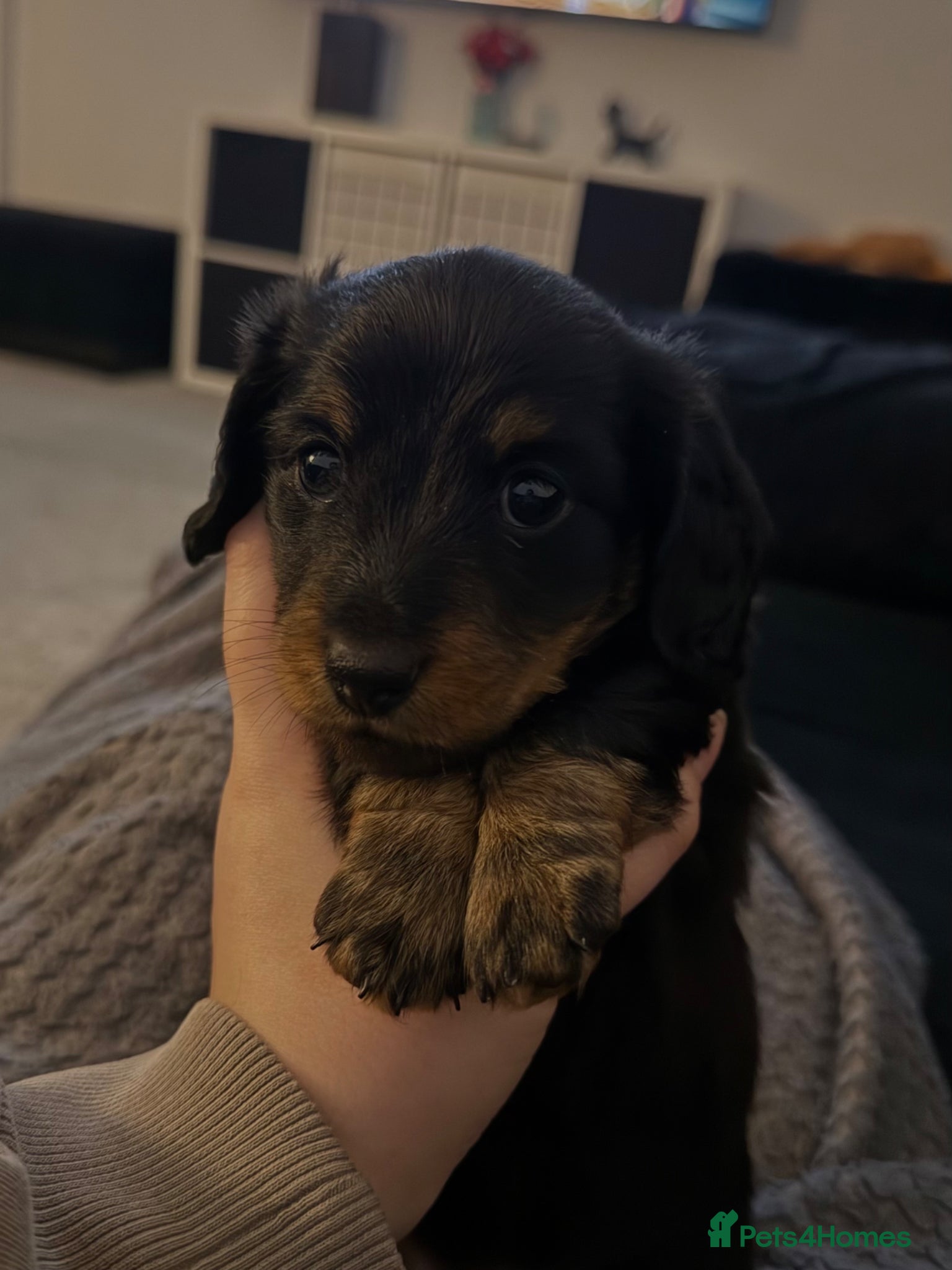 Miniature Dachshund dogs Long haired miniature dachshund  - Advert 15