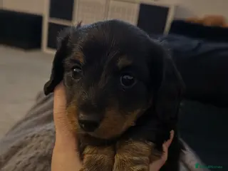 Miniature Dachshund dogs Long haired miniature dachshund - Advert 15