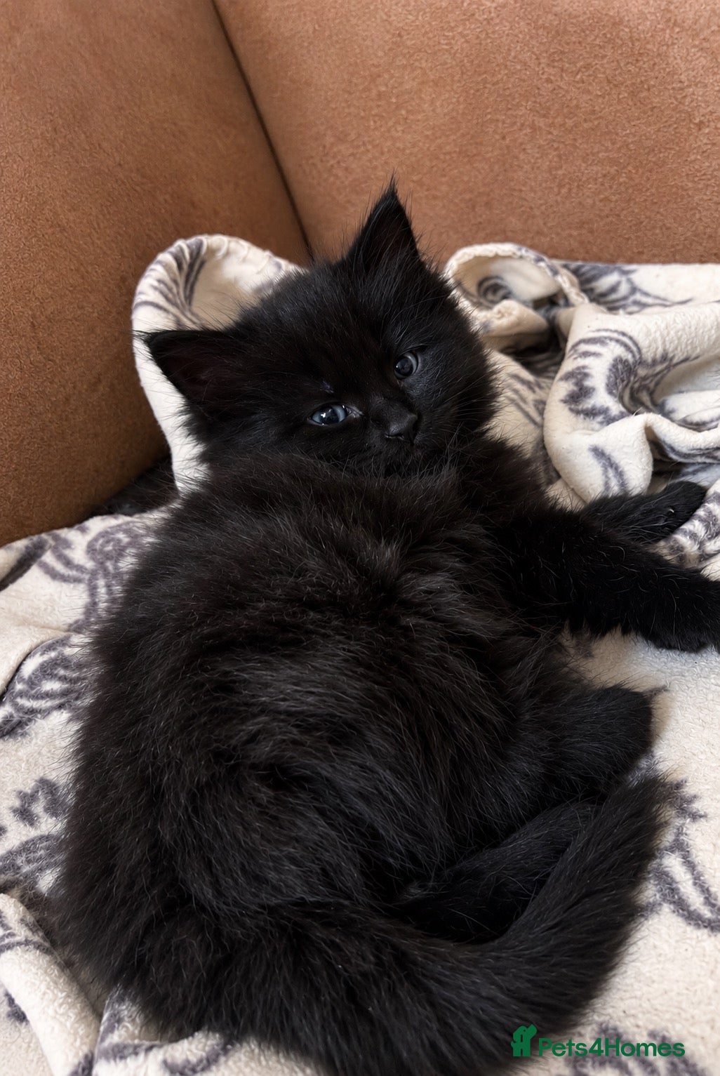 Maine Coon cats Stunning Main coon Kittens  - Advert 6